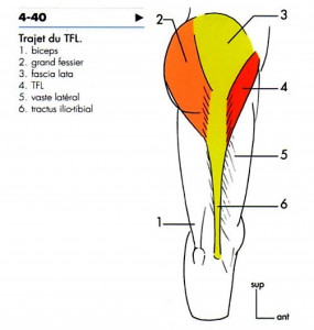 schéma anatomique du tenseur du fascia lata
